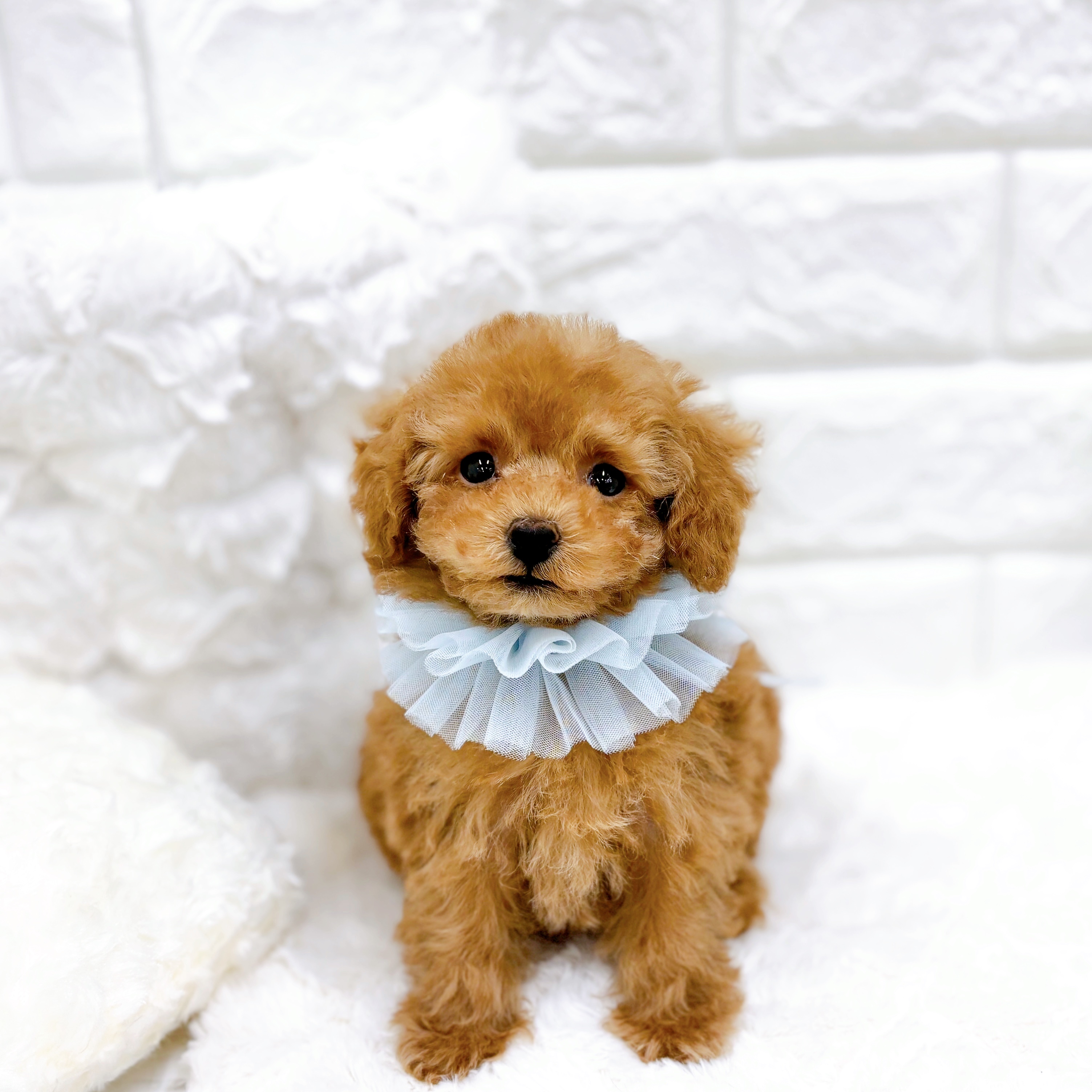 福井県のトイプードル(トイ) (犬の家＆猫の里アミーゴ福井店/2025年12月31日生まれ/男の子/レッドフォーン)の子犬の3枚目の画像