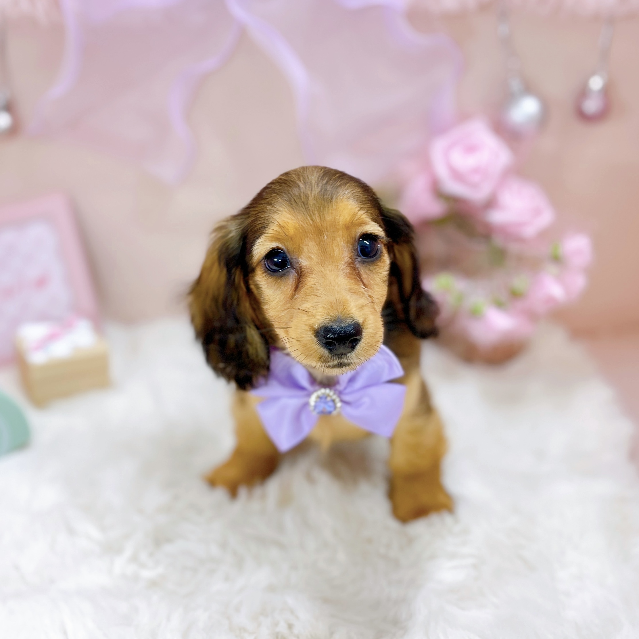 福井県のカニンヘンダックスフンド(ロング) (犬の家＆猫の里アミーゴ福井大和田店/2025年12月31日生まれ/女の子/レッド)の子犬の3枚目の画像