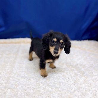 愛知県のカニンヘンダックスフンド(ロング) (犬の家＆猫の里一宮店/2025年12月31日生まれ/女の子/ブラックイエロー)の子犬の3枚目の画像