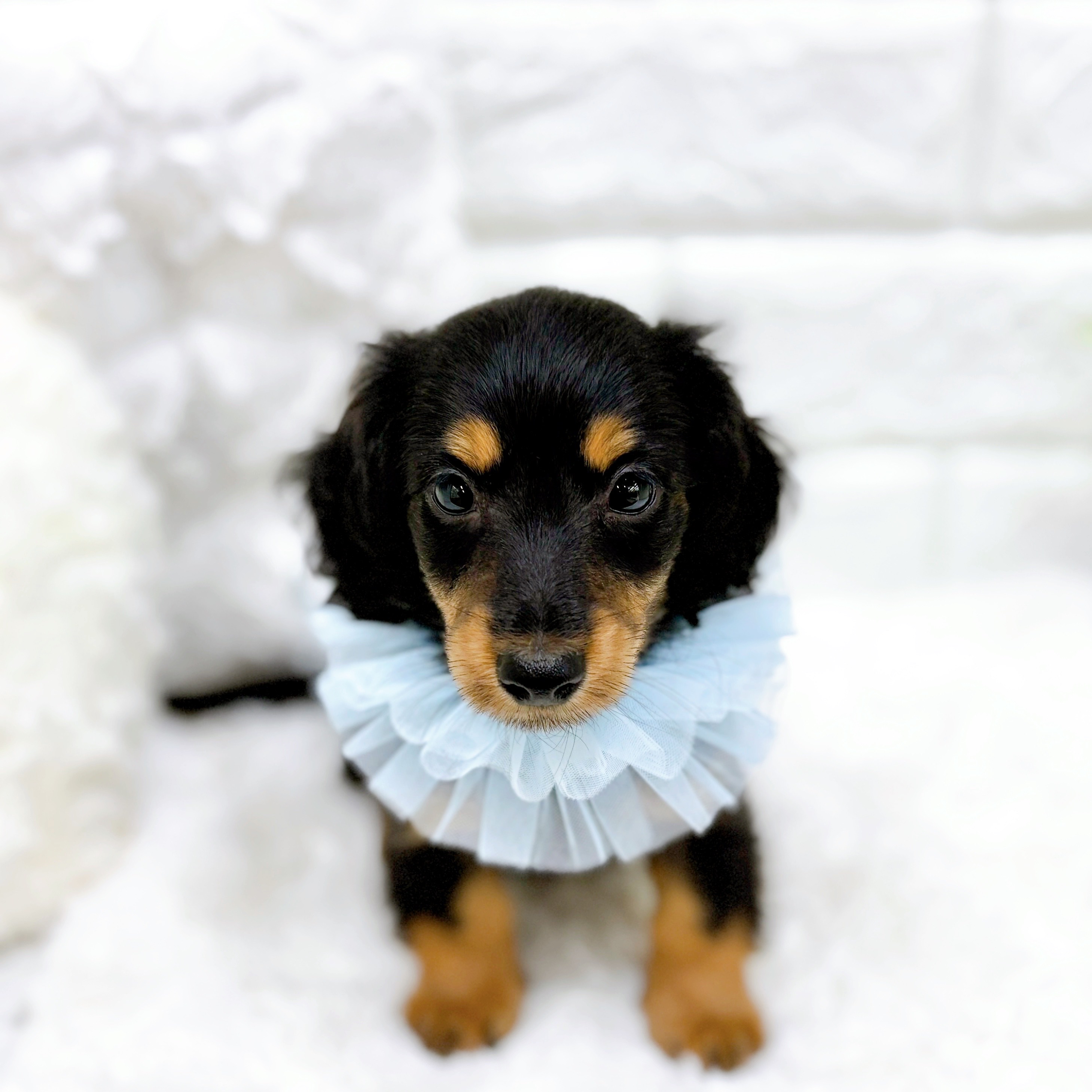 福井県のカニンヘンダックスフンド(ロング) (犬の家＆猫の里アミーゴ福井店/2025年12月31日生まれ/男の子/ブラックイエロー)の子犬の3枚目の画像