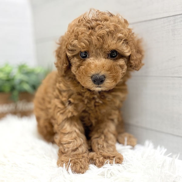 トイプードル女の子の写真