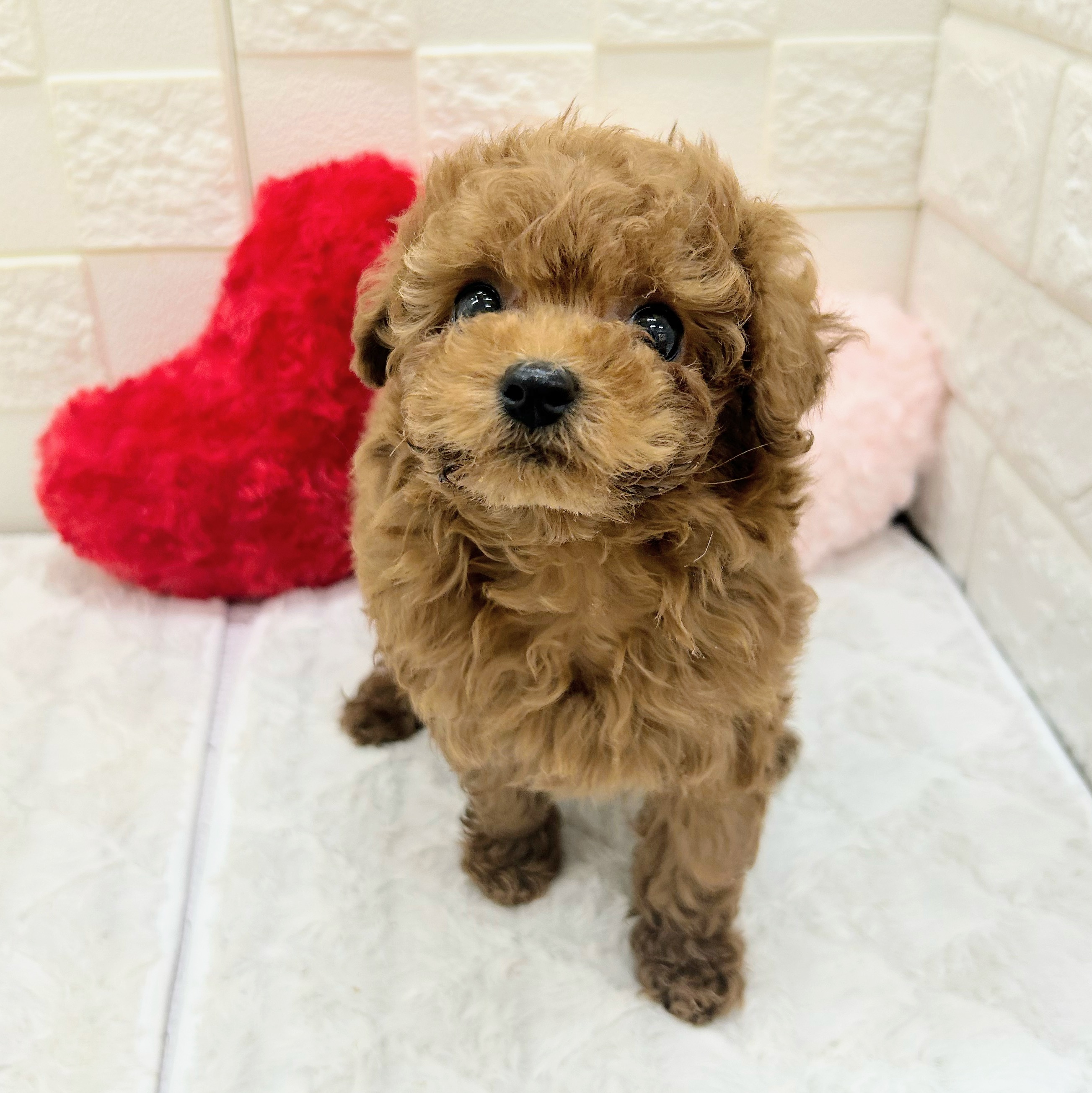 愛知県のトイプードル(トイ) (犬の家＆猫の里アミーゴ神の倉店/2025年12月31日生まれ/女の子/レッドフォーン)の子犬の3枚目の画像