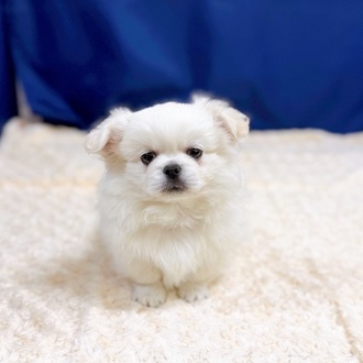 愛知県のチワペキ/ペキチー/ペキチワ(チワワ×ペキニーズ) (犬の家＆猫の里一宮店/2025年12月31日生まれ/男の子/クリーム)の子犬の3枚目の画像