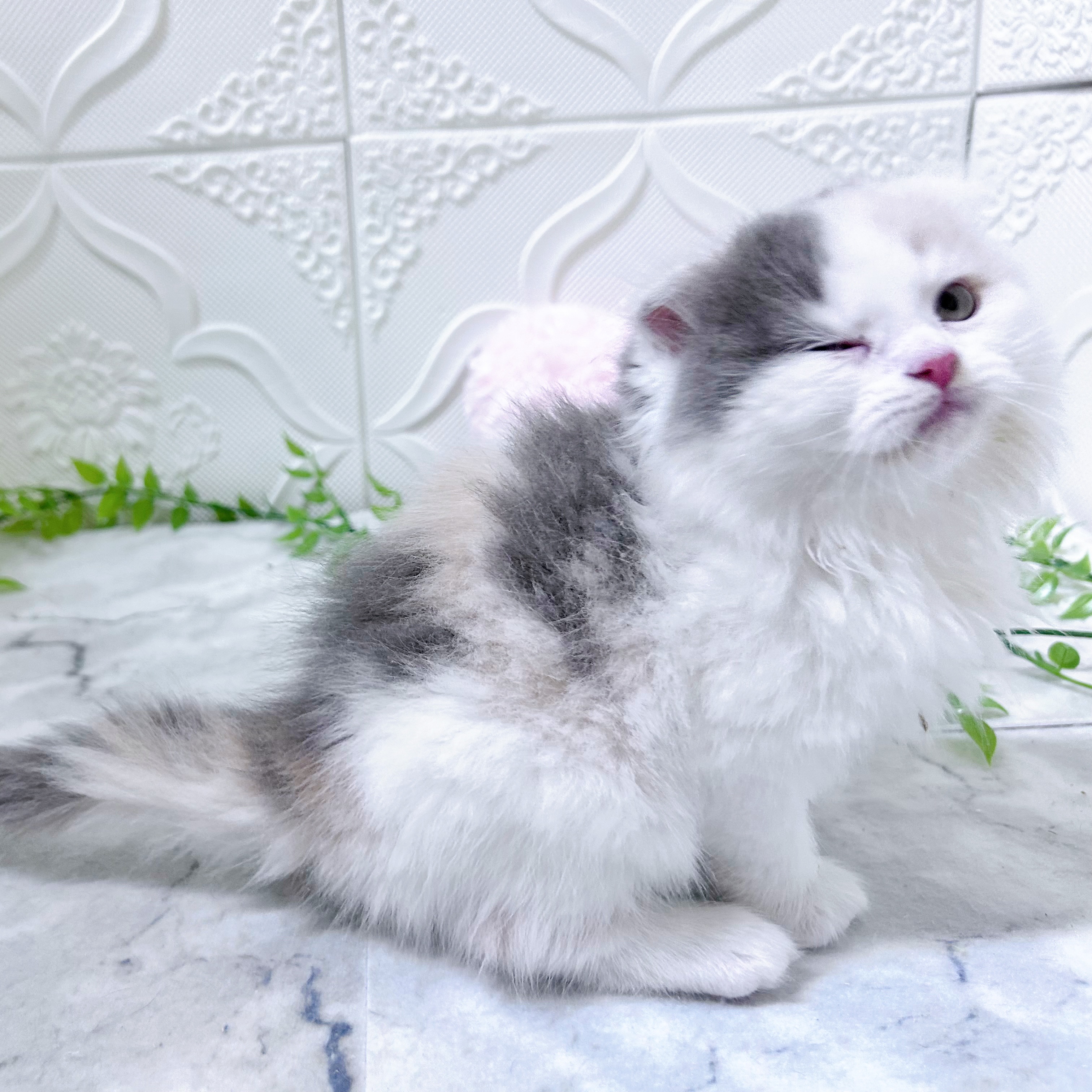 愛知県のスコティッシュフォールド (犬の家＆猫の里岡崎店/2025年12月30日生まれ/女の子/ブルーパッチドタビーホワイト)の子猫の3枚目の画像