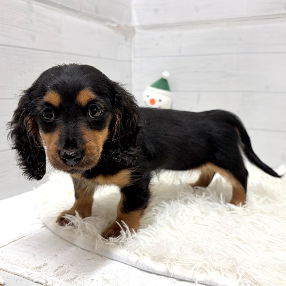 愛知県のミニチュアダックスフンド(ロング) (犬の家＆猫の里豊田店/2025年12月31日生まれ/女の子/ブラックタン)の子犬の3枚目の画像