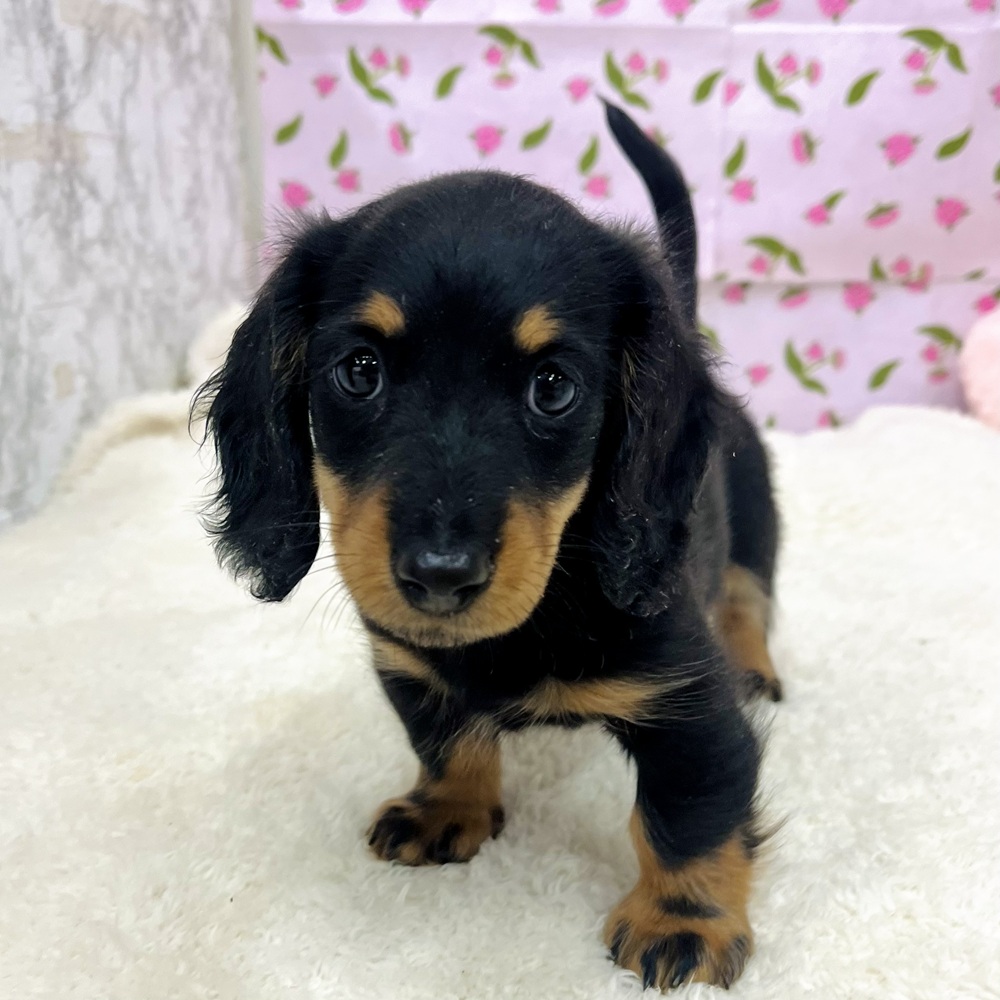 愛知県のミニチュアダックスフンド(ロング) (犬の家＆猫の里エアポートウォーク店/2025年12月31日生まれ/男の子/ブラックタン)の子犬の3枚目の画像