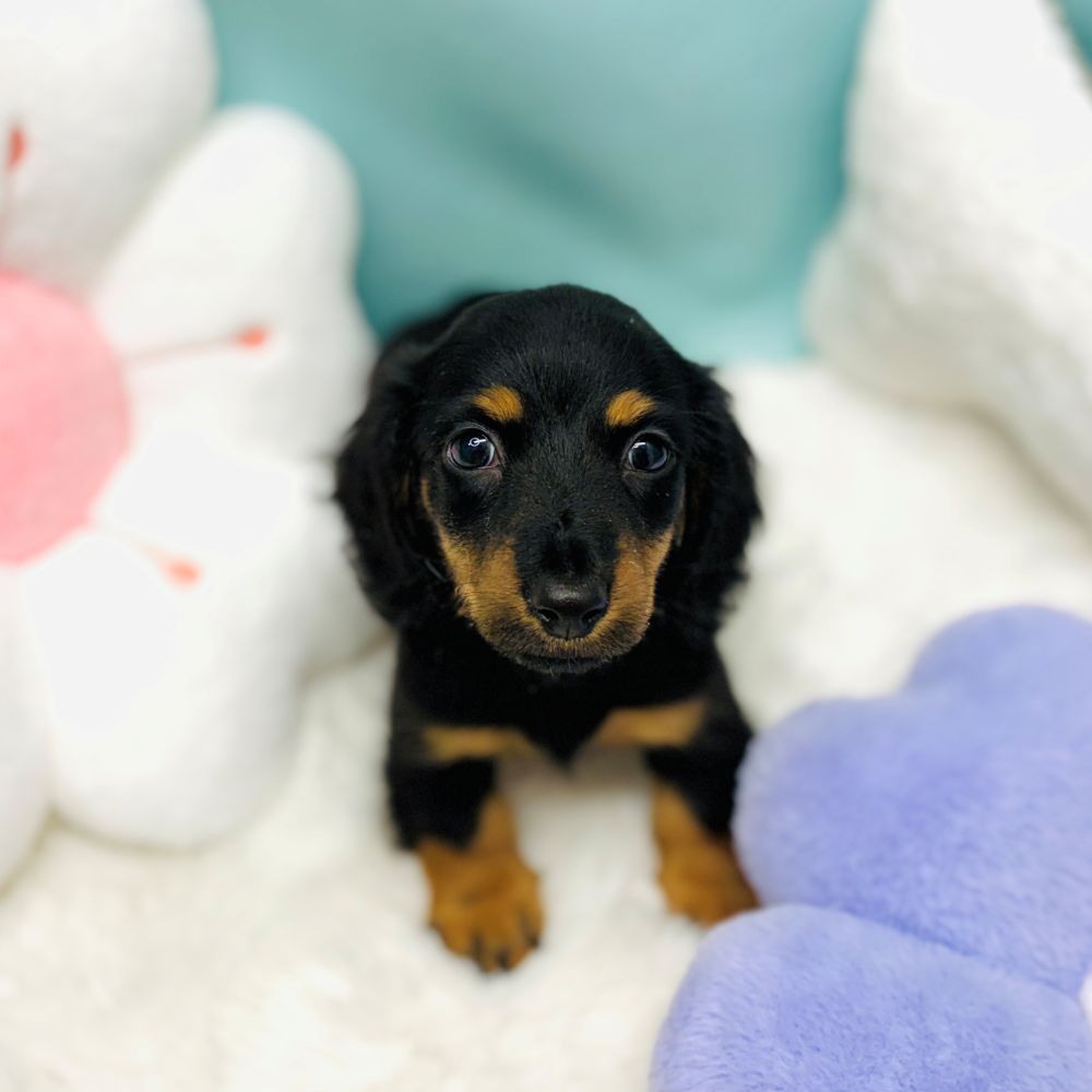 愛知県のミニチュアダックスフンド(ロング) (犬の家＆猫の里愛知刈谷店/2025年12月31日生まれ/男の子/ブラックタン)の子犬の3枚目の画像