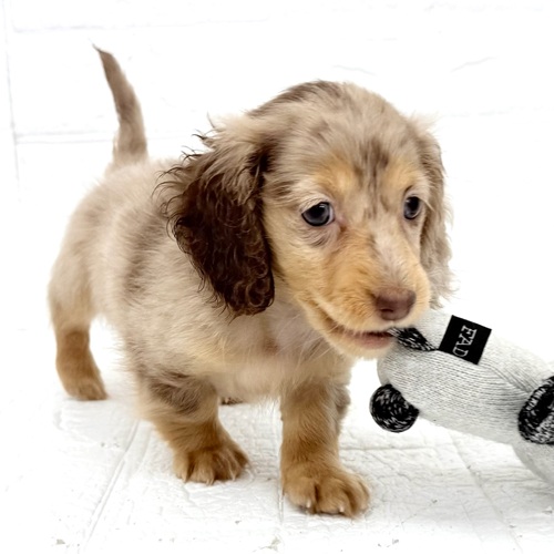 愛知県のミニチュアダックスフンド(ロング) (犬の家＆猫の里豊川インター店/2025年12月31日生まれ/女の子/チョコレートダップル)の子犬の3枚目の画像