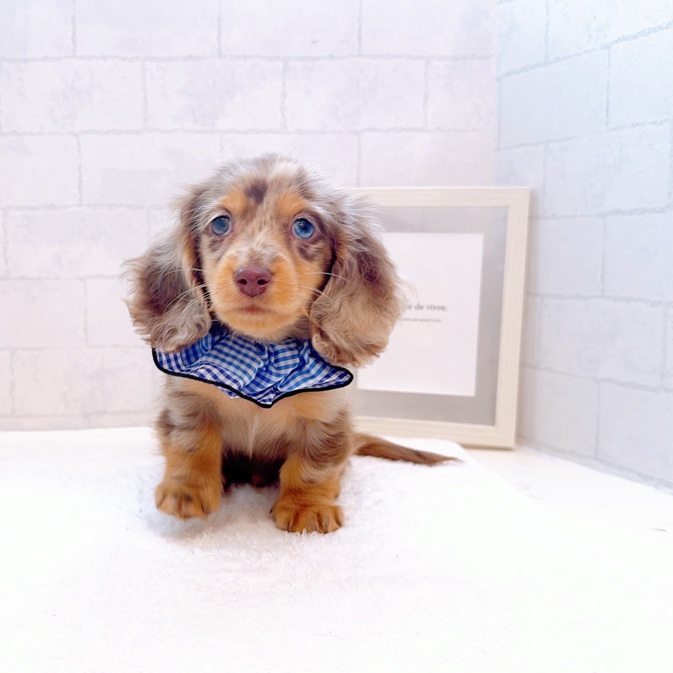 石川県のミニチュアダックスフンド(ロング) (犬の家＆猫の里金沢店/2025年12月31日生まれ/男の子/チョコレートダップル)の子犬の3枚目の画像