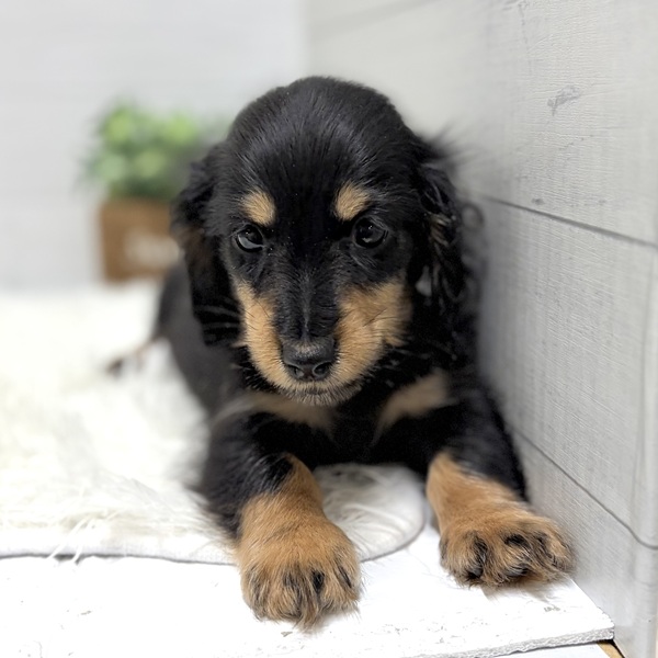 愛知県のミニチュアダックスフンド(ロング) (犬の家＆猫の里豊田店/2025年12月31日生まれ/男の子/ブラックタン)の子犬の3枚目の画像