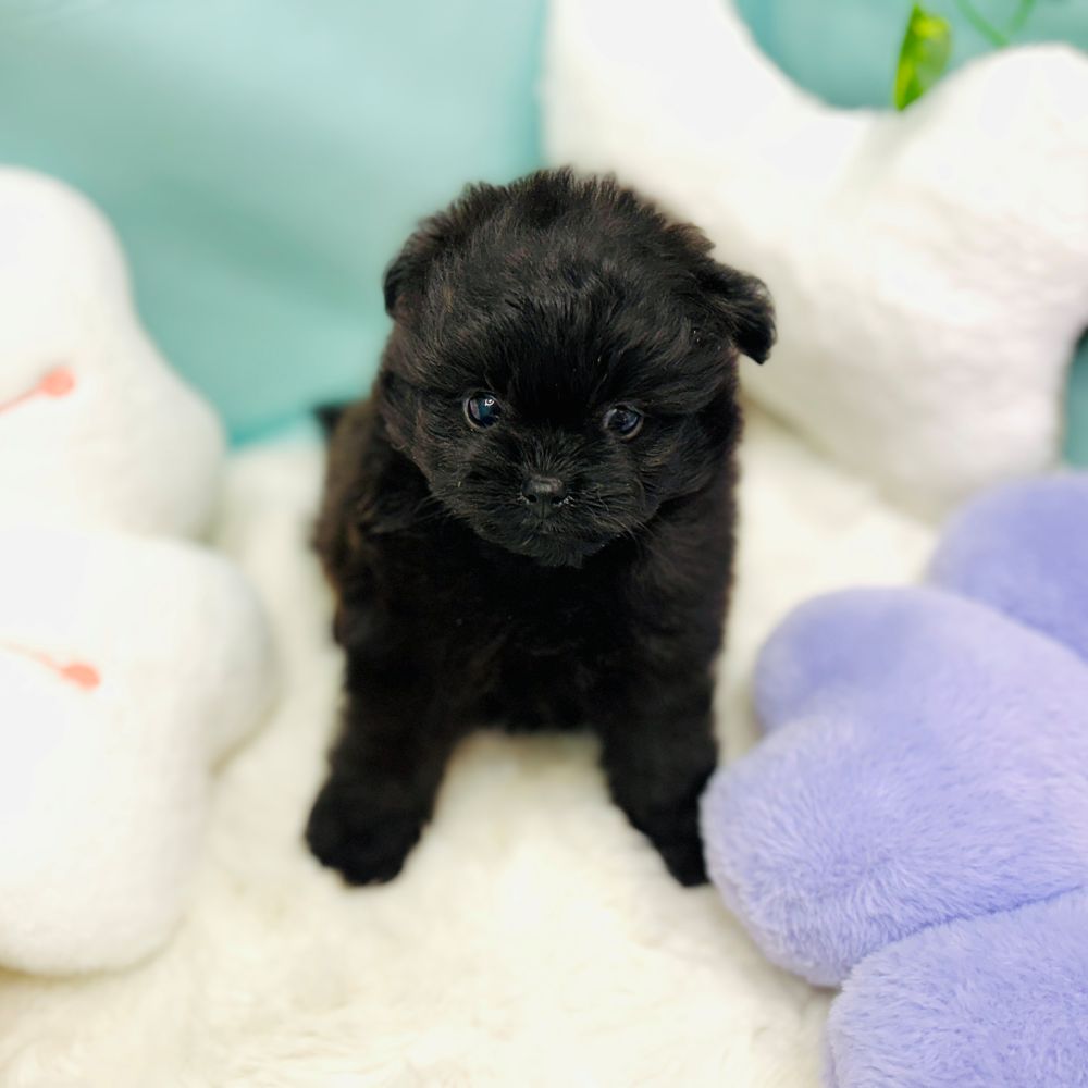 愛知県のポメプー(ポメラニアン×プードル) (犬の家＆猫の里愛知刈谷店/2025年12月30日生まれ/男の子/ブラック)の子犬の3枚目の画像