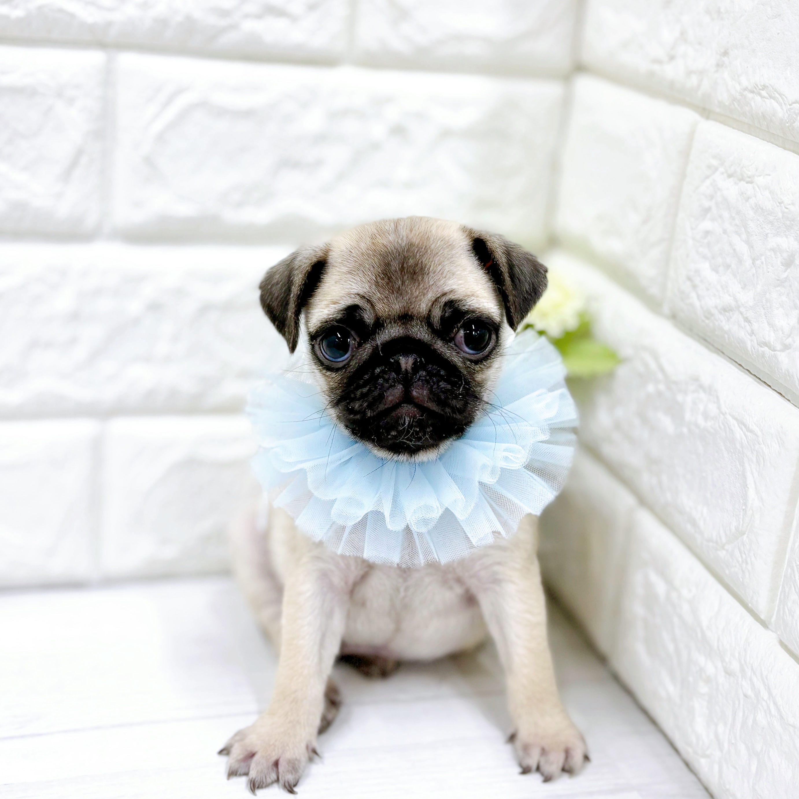 福井県のパグ (犬の家＆猫の里アミーゴ福井店/2025年12月29日生まれ/男の子/フォーン)の子犬の3枚目の画像