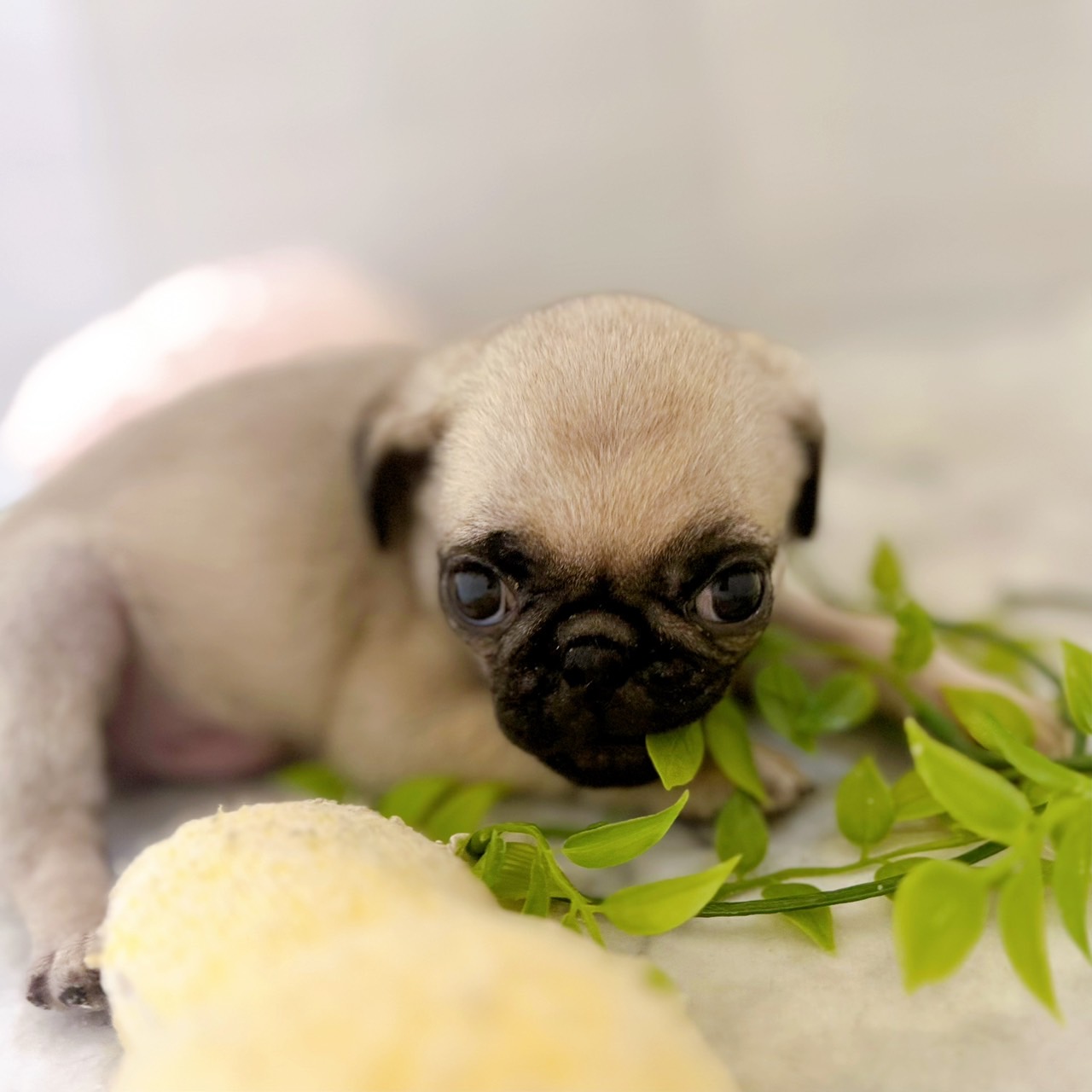 愛知県のパグ (犬の家＆猫の里岡崎店/2025年12月31日生まれ/男の子/フォーン)の子犬の3枚目の画像