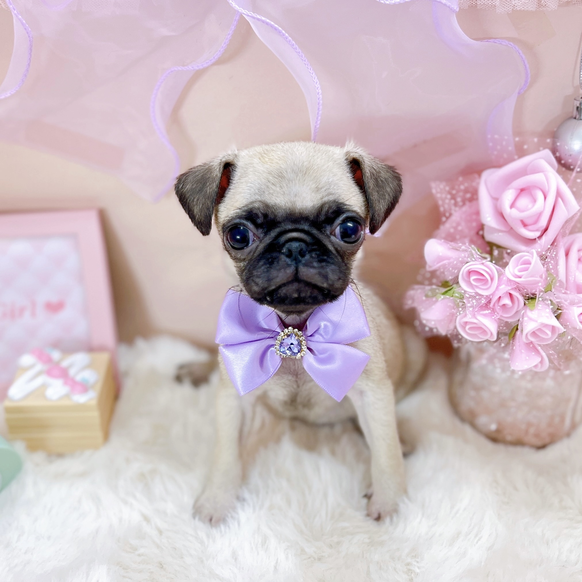 福井県のパグ (犬の家＆猫の里アミーゴ福井大和田店/2025年12月31日生まれ/女の子/フォーン)の子犬の3枚目の画像