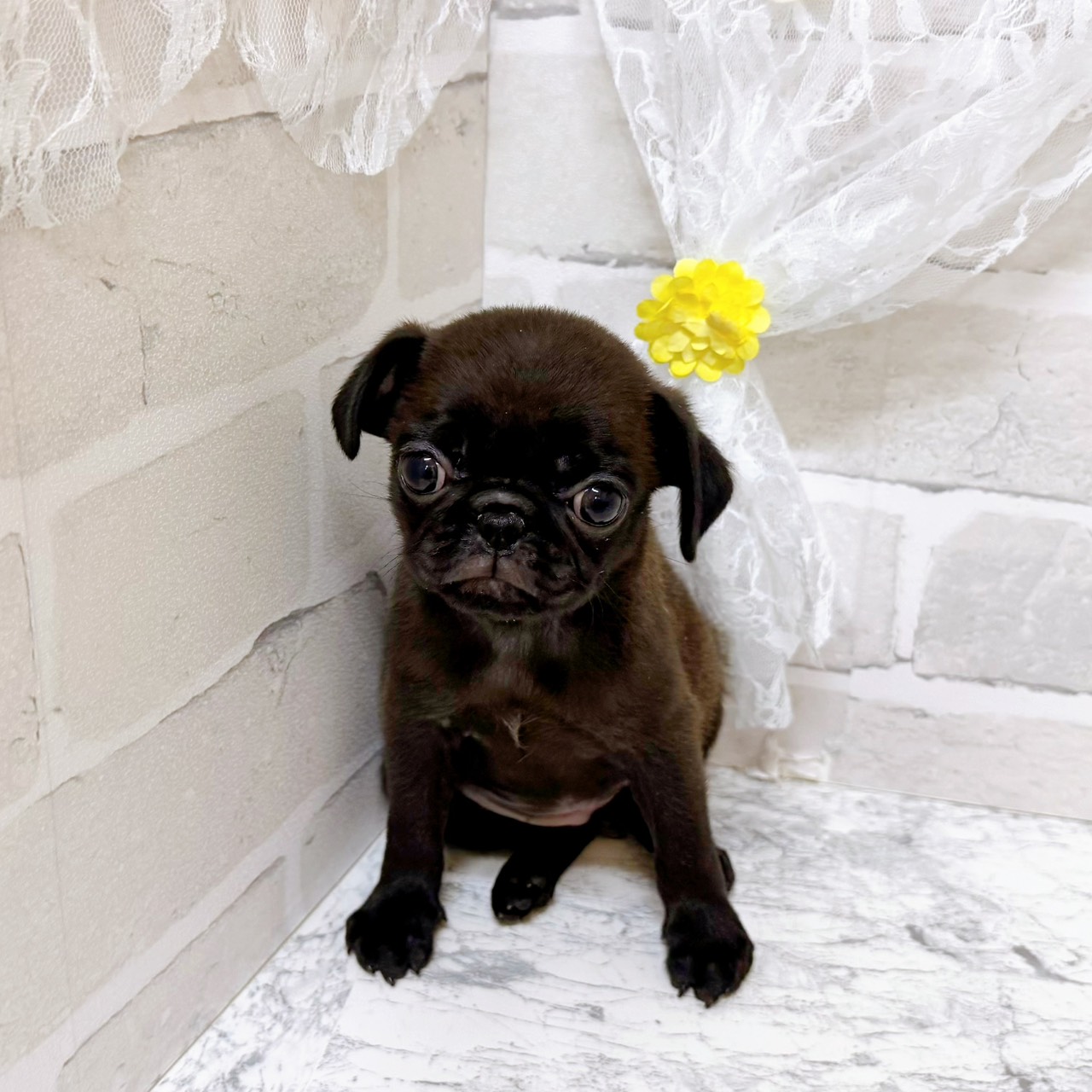 京都府のパグ (犬の家＆猫の里京都精華店/2025年12月31日生まれ/女の子/ブラック)の子犬の3枚目の画像