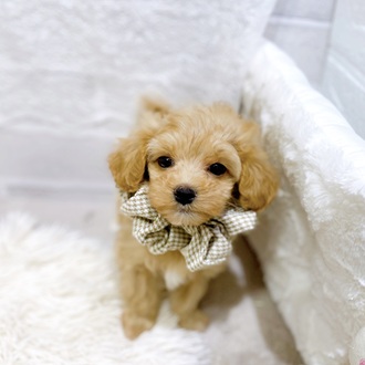 滋賀県のマルプー(マルチーズ×プードル) (犬の家＆猫の里長浜店/2025年12月30日生まれ/女の子/クリーム)の子犬の3枚目の画像