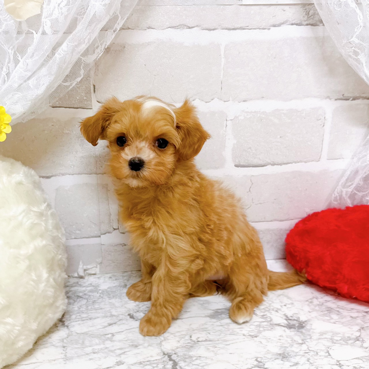 京都府のマルプー(マルチーズ×プードル) (犬の家＆猫の里京都精華店/2025年12月30日生まれ/女の子/クリームホワイト)の子犬の3枚目の画像