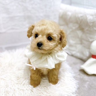 滋賀県のチワプー/プーチー(チワワ×プードル) (犬の家＆猫の里長浜店/2025年12月30日生まれ/女の子/アプリコット)の子犬の3枚目の画像