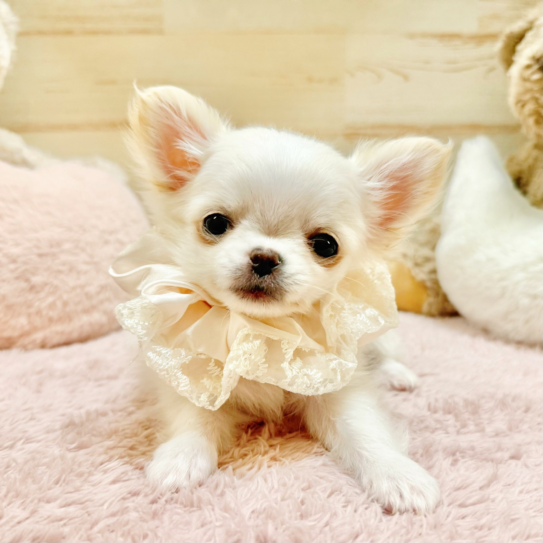 兵庫県のチワワ(ロング) (犬の家＆猫の里神戸店/2025年12月29日生まれ/男の子/ホワイトクリーム)の子犬の3枚目の画像