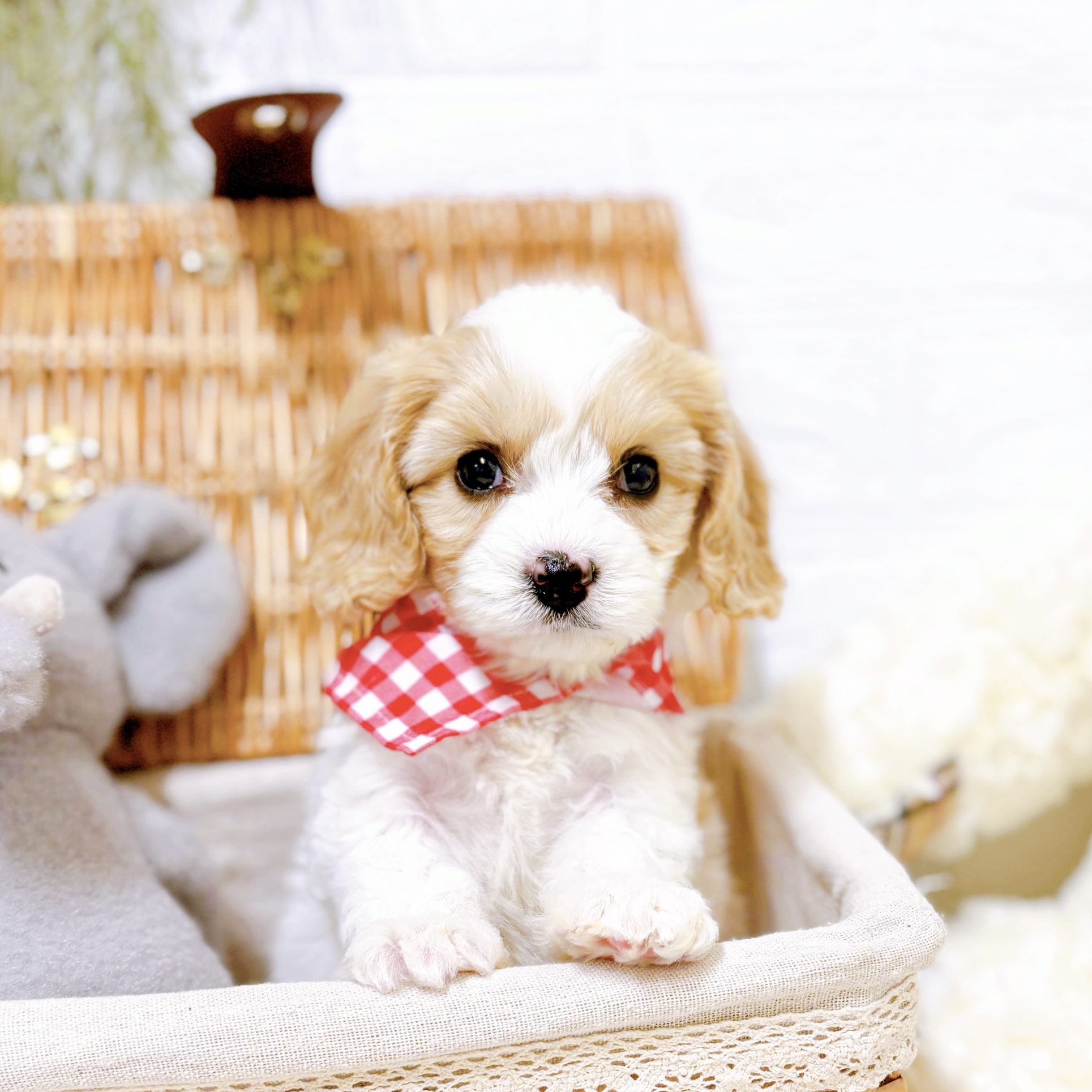 滋賀県のハーフ犬・ミックス犬 (犬の家＆猫の里近江八幡店/2025年12月29日生まれ/女の子/クリームホワイト)の子犬の3枚目の画像