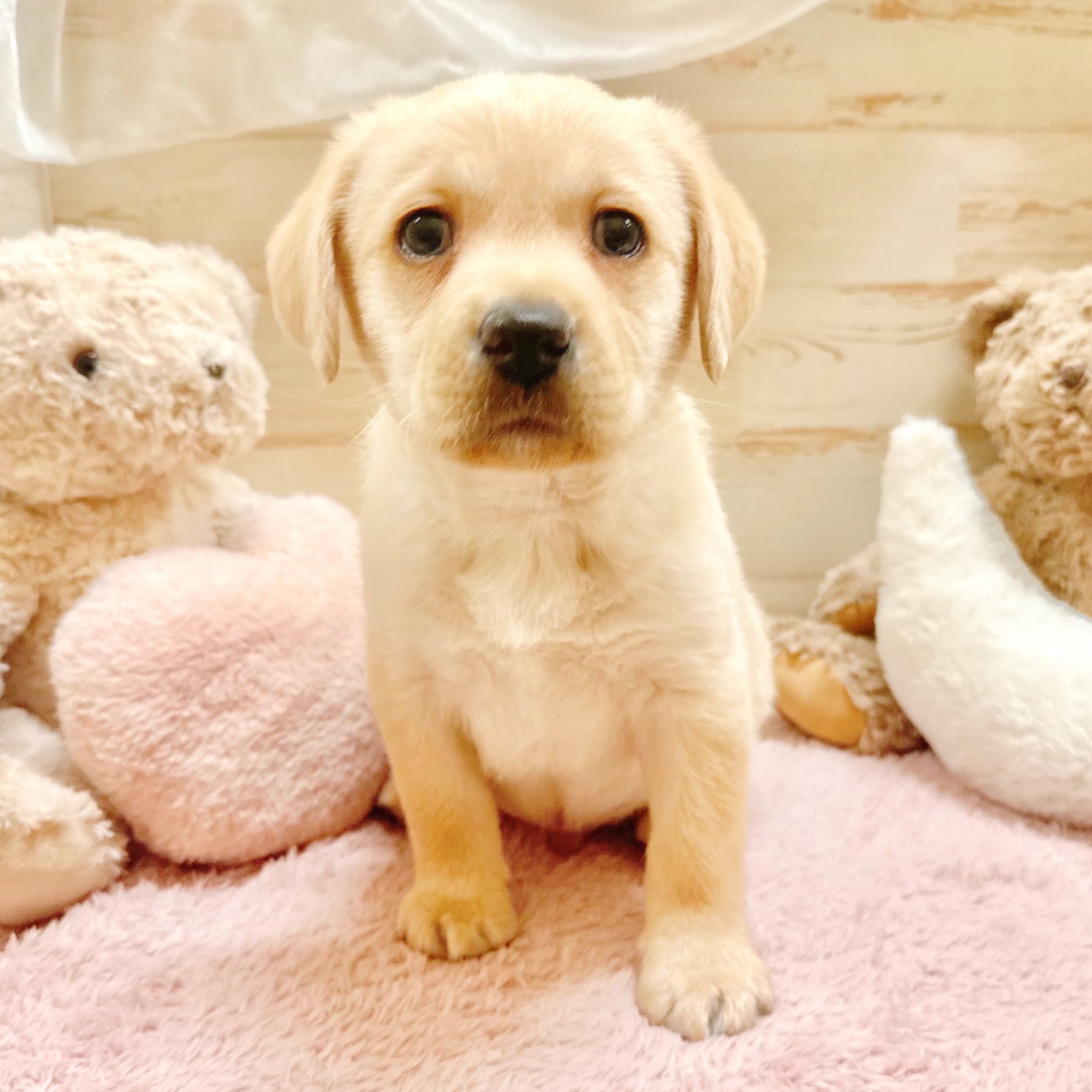 兵庫県のラブラドールレトリーバー (犬の家＆猫の里神戸店/2026年1月1日生まれ/男の子/イエロー)の子犬の3枚目の画像