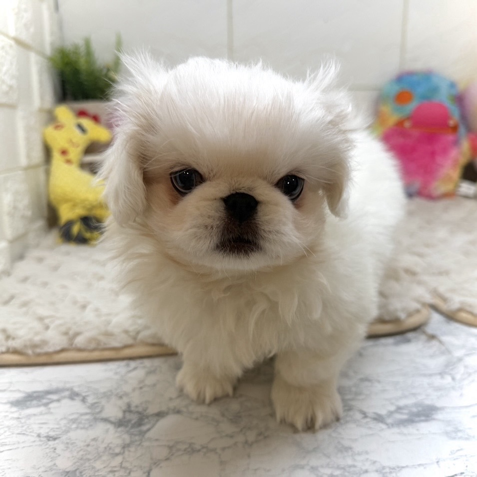 兵庫県のペキニーズ (犬の家＆猫の里ゆめタウン姫路店/2026年1月1日生まれ/男の子/ホワイト)の子犬の3枚目の画像