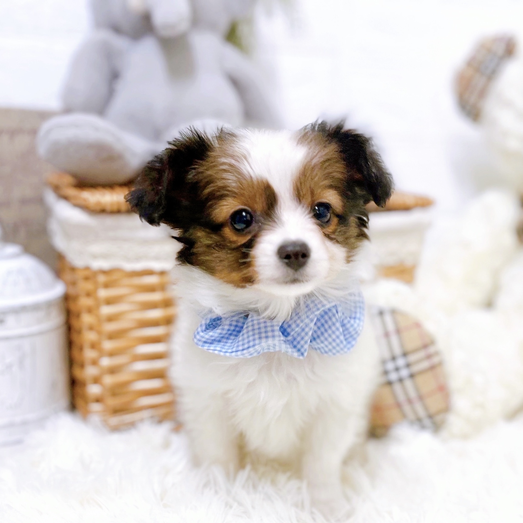 滋賀県のパピヨン (犬の家＆猫の里近江八幡店/2026年1月1日生まれ/男の子/ホワイトブラウン)の子犬の3枚目の画像