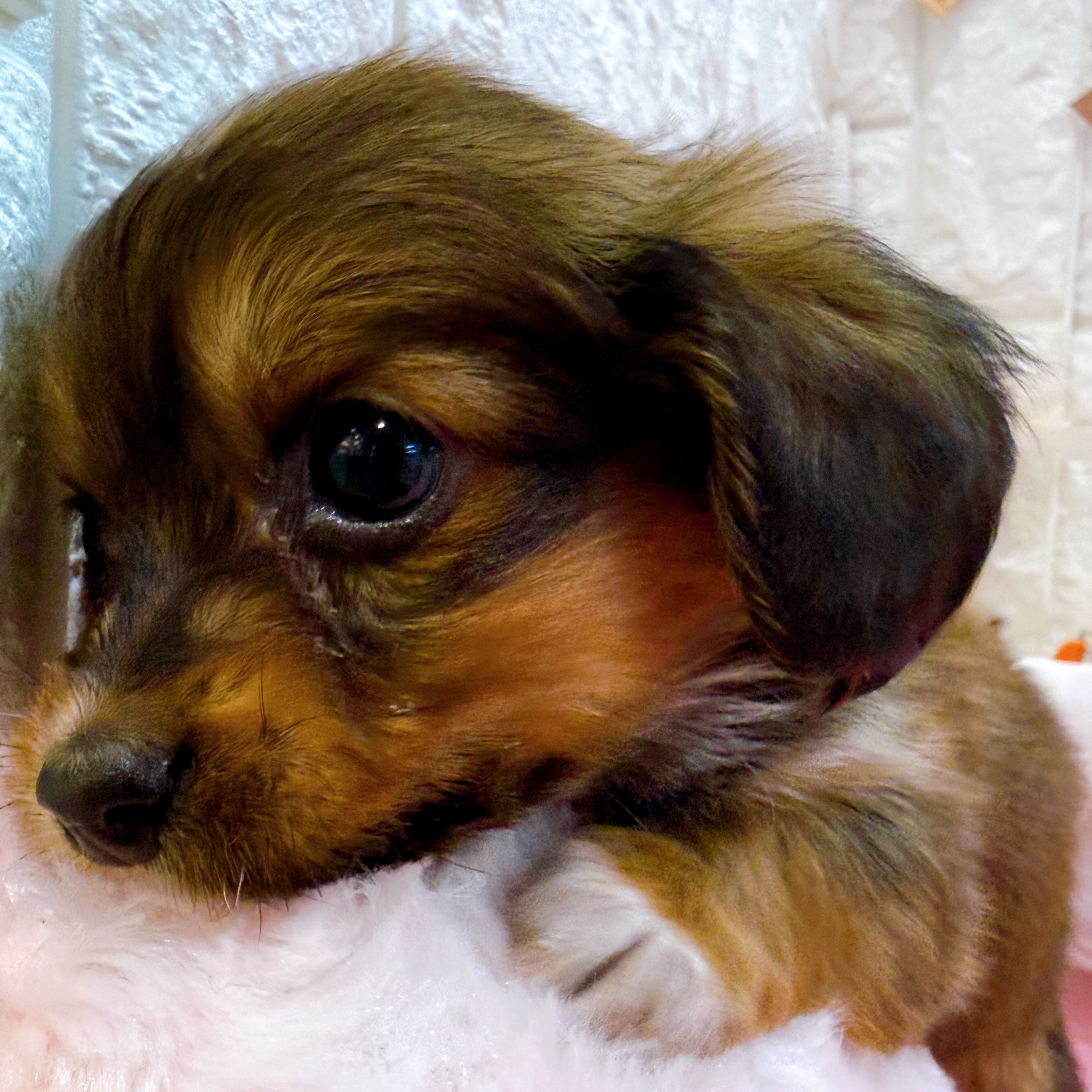 岡山県のハーフ犬・ミックス犬 (犬の家＆猫の里倉敷店/2025年12月30日生まれ/男の子/レッド)の子犬の3枚目の画像