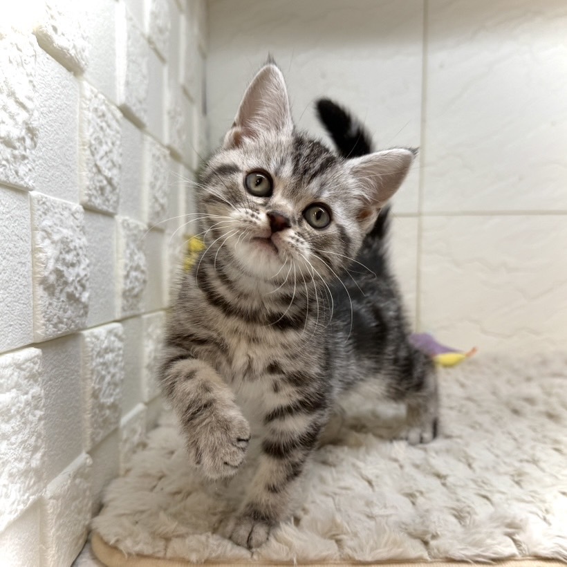 兵庫県のアメリカンショートヘアー (犬の家＆猫の里ゆめタウン姫路店/2025年12月31日生まれ/女の子/シルバータビー)の子猫の3枚目の画像