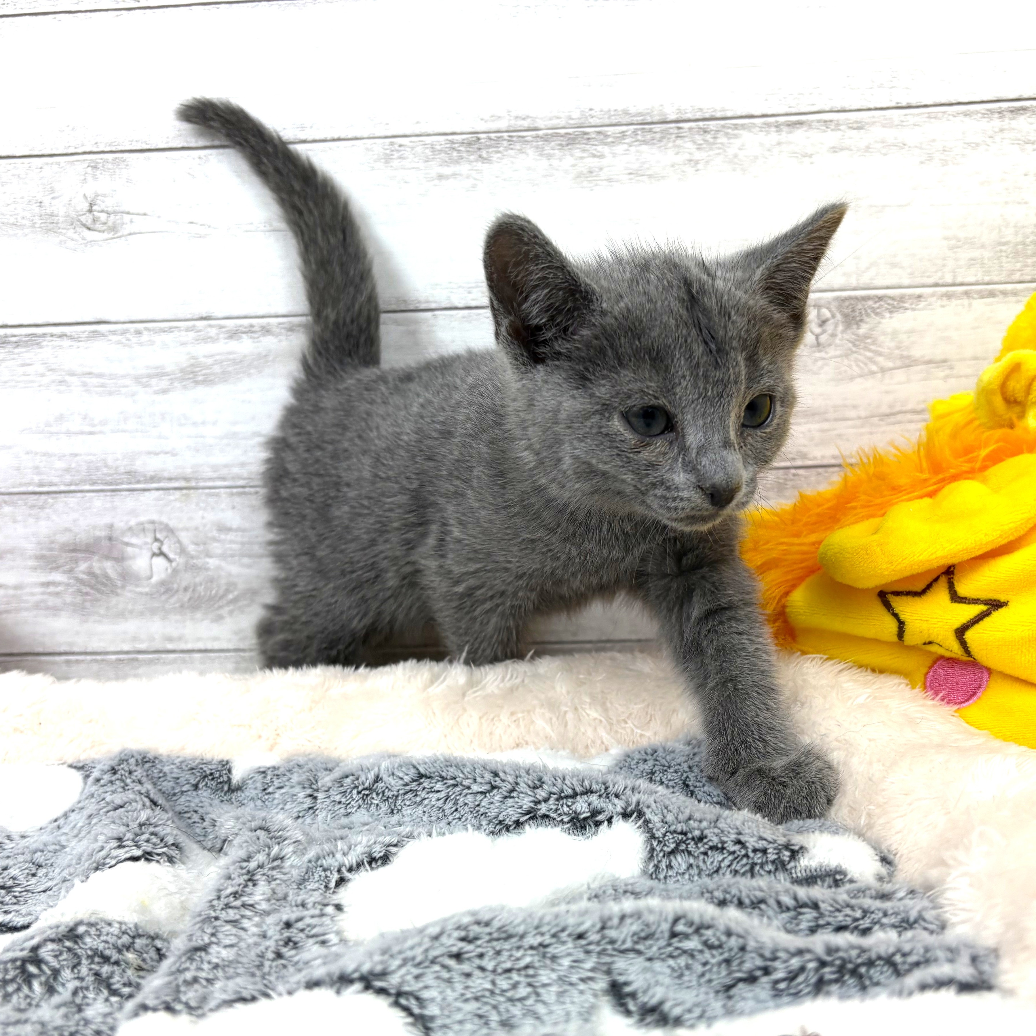 兵庫県のロシアンブルー (犬の家＆猫の里川西店/2025年12月30日生まれ/男の子/ブルー)の子猫の3枚目の画像