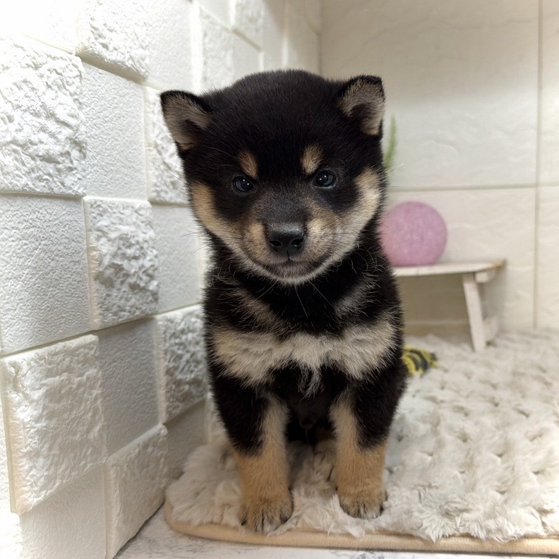 兵庫県の豆柴 (犬の家＆猫の里ゆめタウン姫路店/2026年1月1日生まれ/男の子/黒)の子犬の3枚目の画像