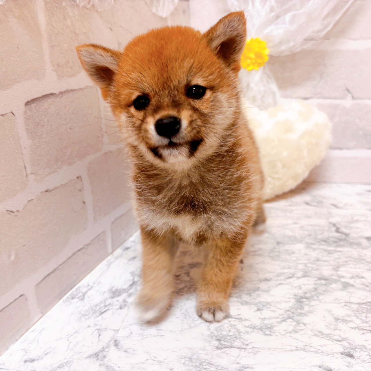 京都府の豆柴 (犬の家＆猫の里京都精華店/2025年12月28日生まれ/女の子/赤)の子犬の3枚目の画像