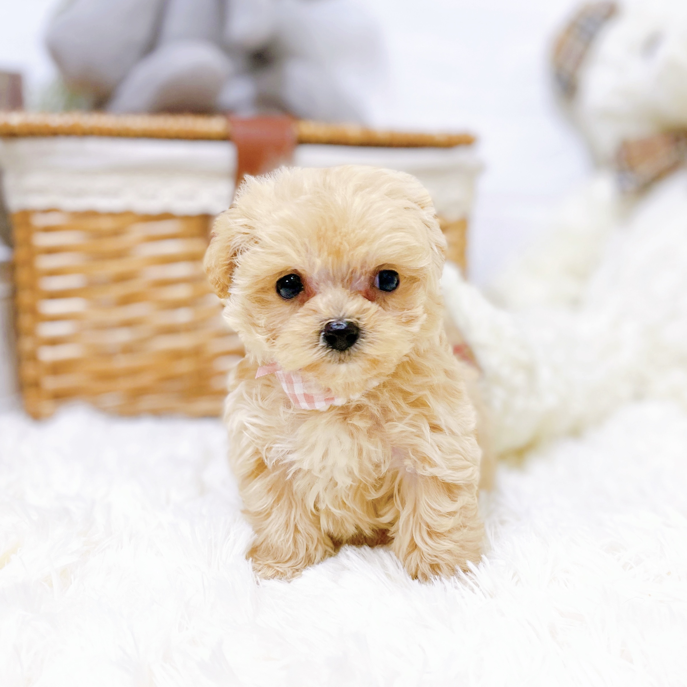 滋賀県のマルプー(マルチーズ×プードル) (犬の家＆猫の里近江八幡店/2025年12月31日生まれ/女の子/クリーム)の子犬の3枚目の画像