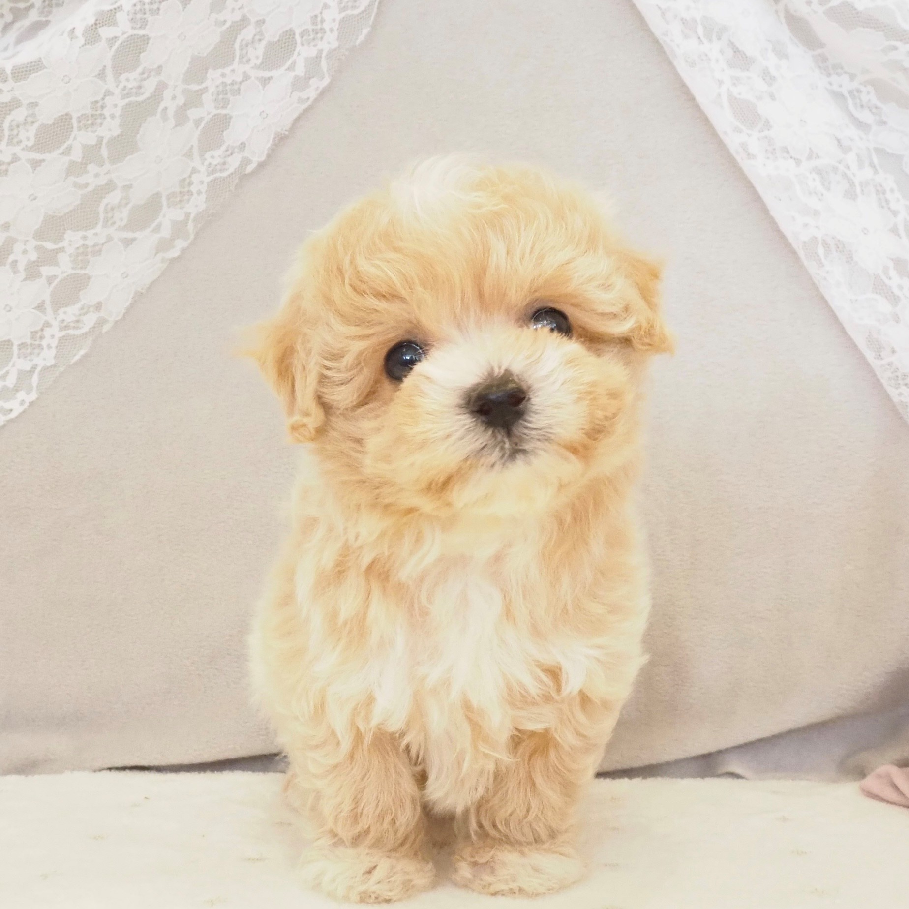 大阪府のマルプー(マルチーズ×プードル) (犬の家＆猫の里もりのみやキューズモールBASE店/2025年12月31日生まれ/女の子/クリーム)の子犬の3枚目の画像