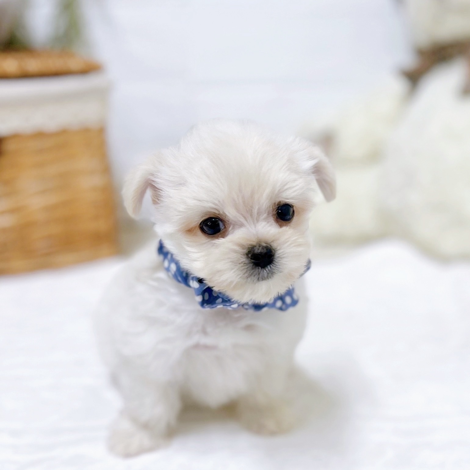 滋賀県のチワマル/マルチワ(チワワ×マルチーズ) (犬の家＆猫の里近江八幡店/2025年12月30日生まれ/男の子/クリーム)の子犬の3枚目の画像