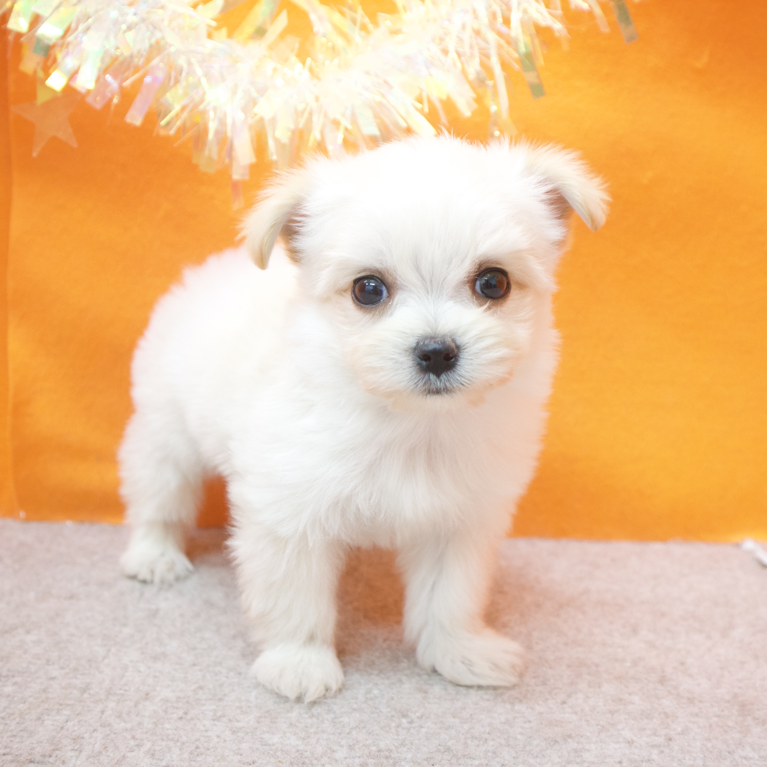 大阪府のチワマル/マルチワ(チワワ×マルチーズ) (犬の家＆猫の里吹田店/2025年12月30日生まれ/男の子/クリーム)の子犬の3枚目の画像