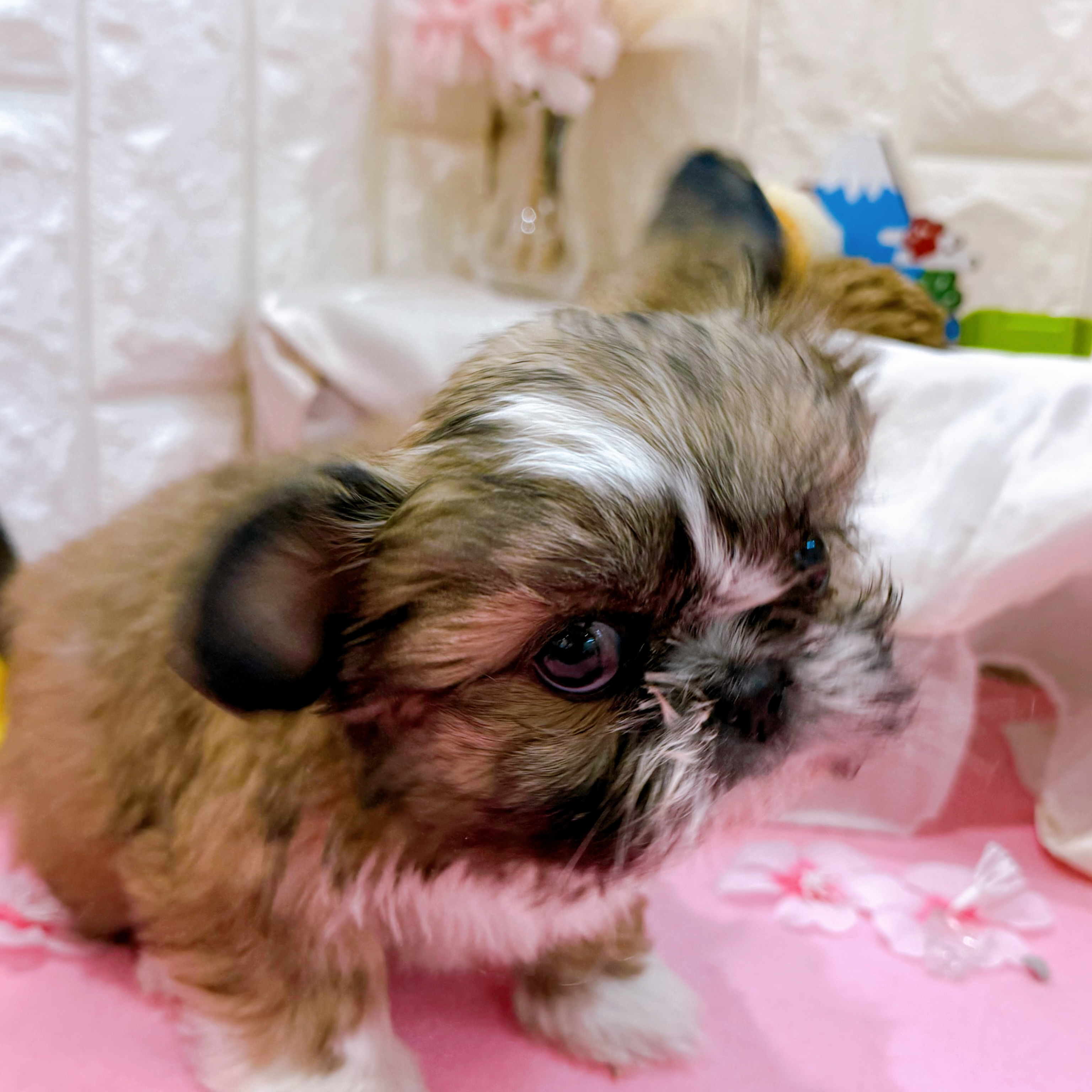 岡山県のペキシーズー/ペキズー(ペキニーズ×シーズー) (犬の家＆猫の里倉敷店/2025年12月30日生まれ/女の子/フォーンホワイト)の子犬の3枚目の画像