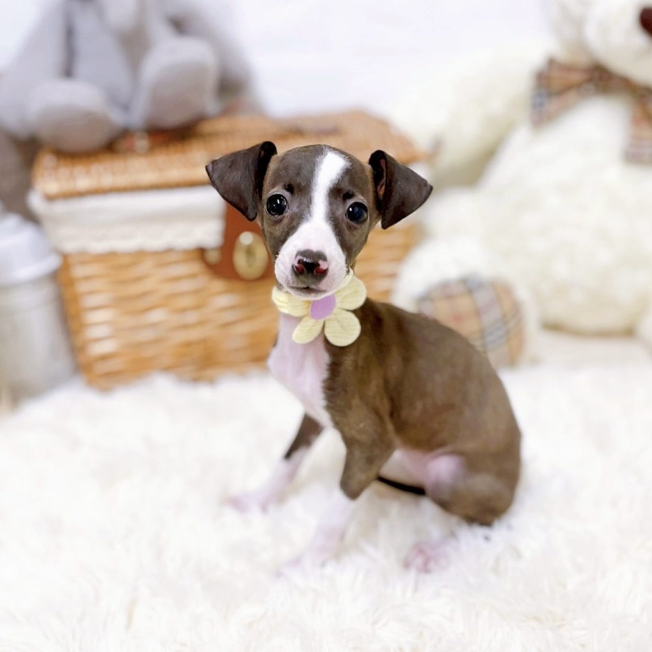 滋賀県のイタリアングレーハウンド (犬の家＆猫の里近江八幡店/2026年1月1日生まれ/女の子/シールホワイト)の子犬の3枚目の画像