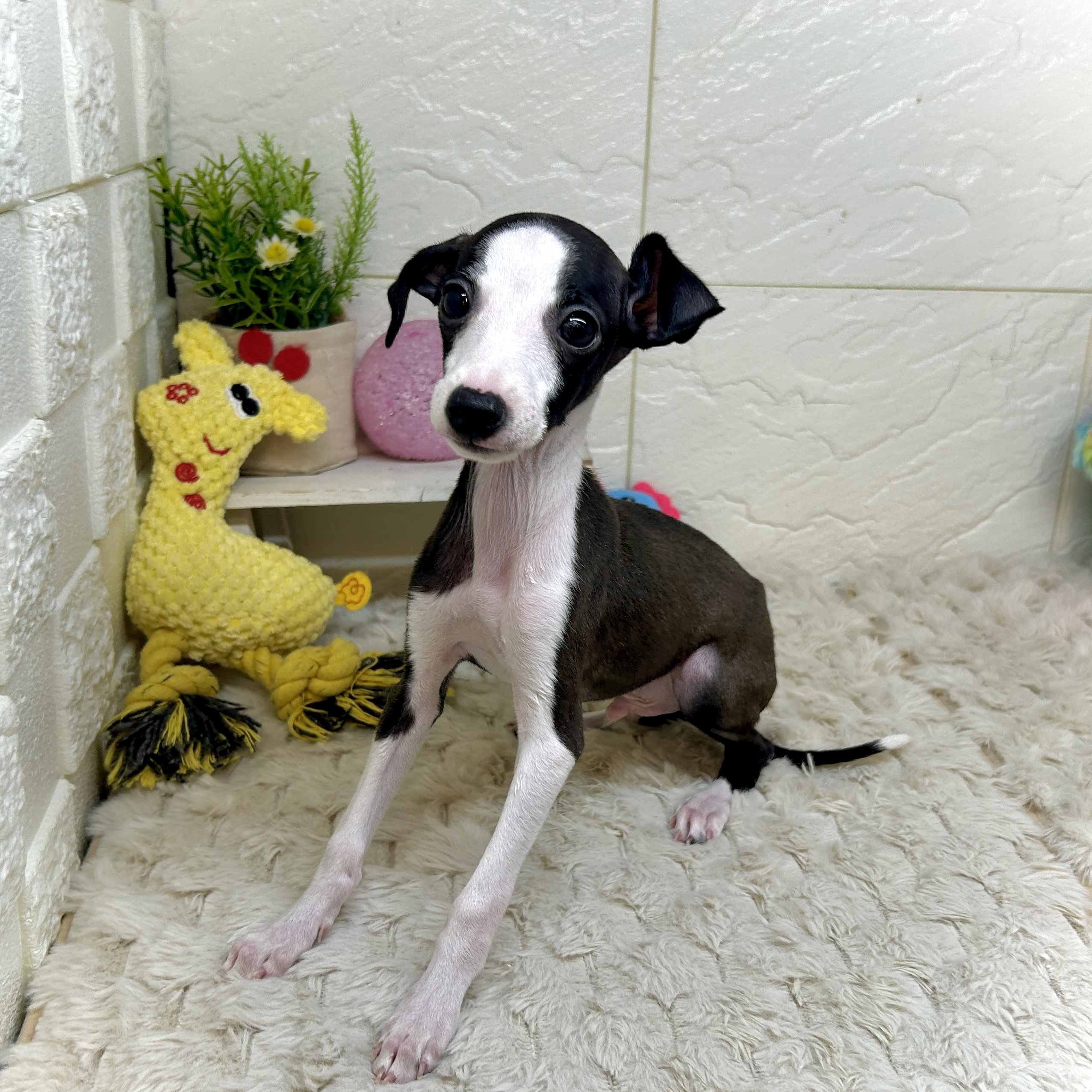 兵庫県のイタリアングレーハウンド (犬の家＆猫の里ゆめタウン姫路店/2026年1月1日生まれ/男の子/シールホワイト)の子犬の3枚目の画像