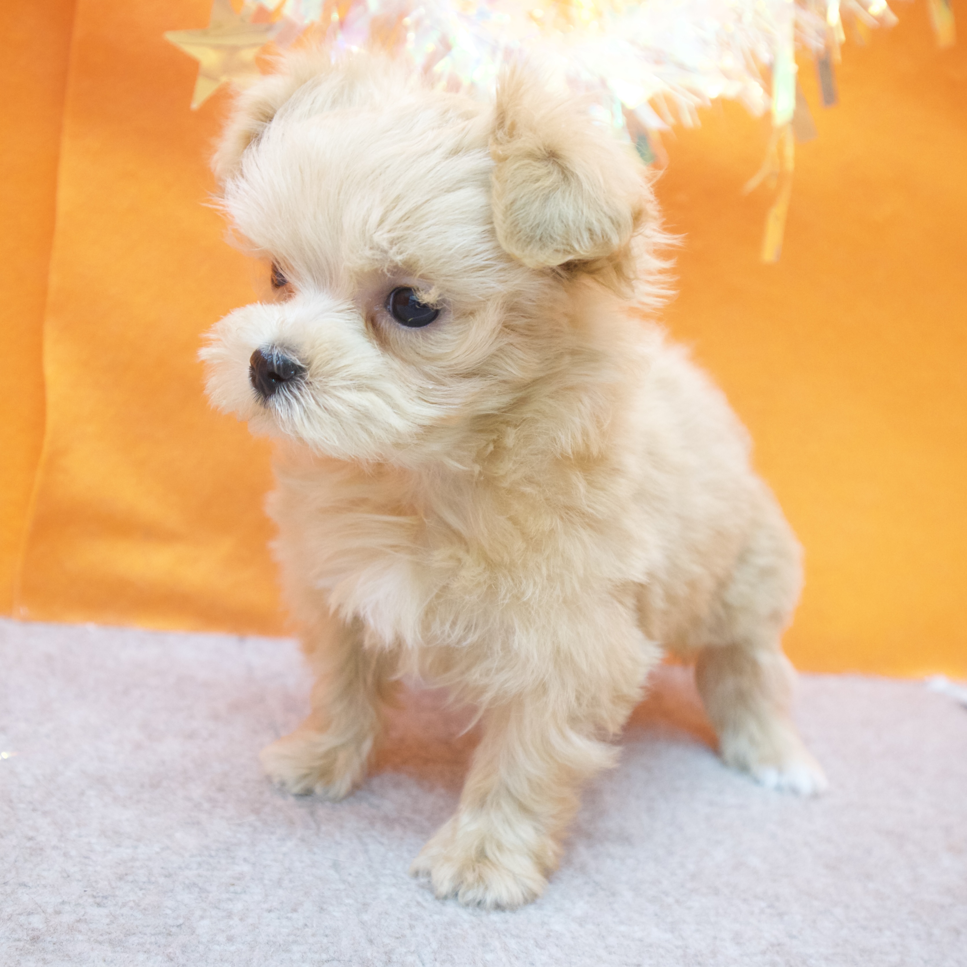大阪府のマルプー(マルチーズ×プードル) (犬の家＆猫の里吹田店/2025年12月31日生まれ/女の子/クリーム)の子犬の3枚目の画像