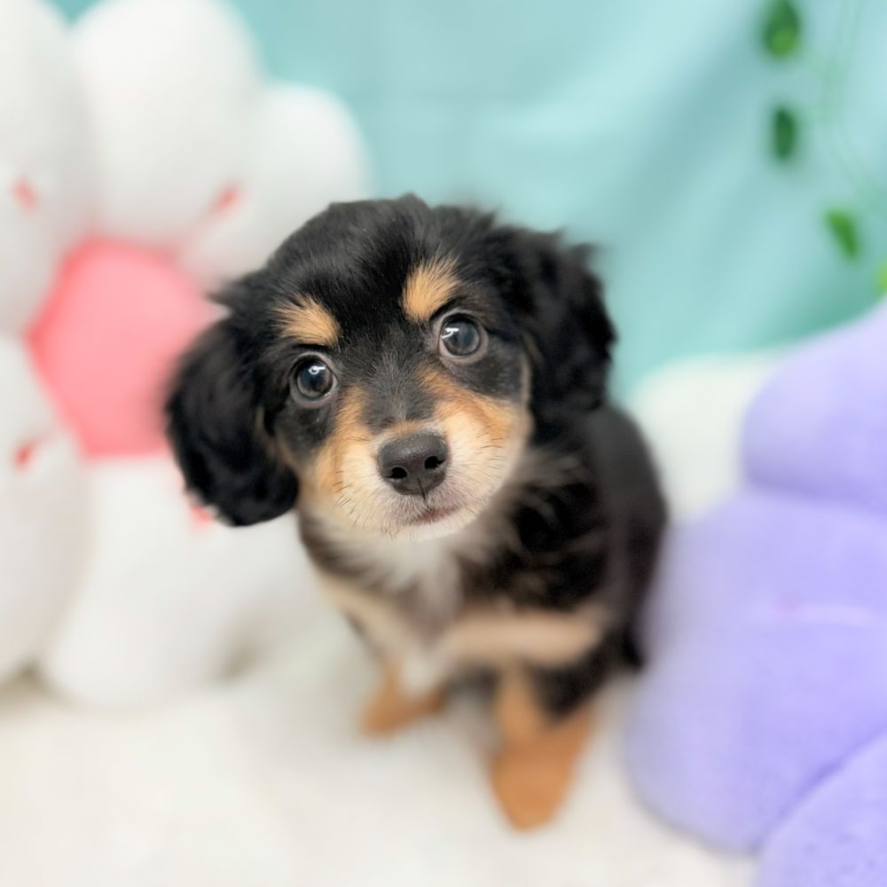 愛知県のチワックス(チワワ×ダックス) (犬の家＆猫の里愛知刈谷店/2026年1月4日生まれ/女の子/ブラックタン)の子犬の3枚目の画像