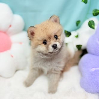 愛知県のポメラニアン (犬の家＆猫の里愛知刈谷店/2026年1月2日生まれ/女の子/ウルフセーブル)の子犬の3枚目の画像