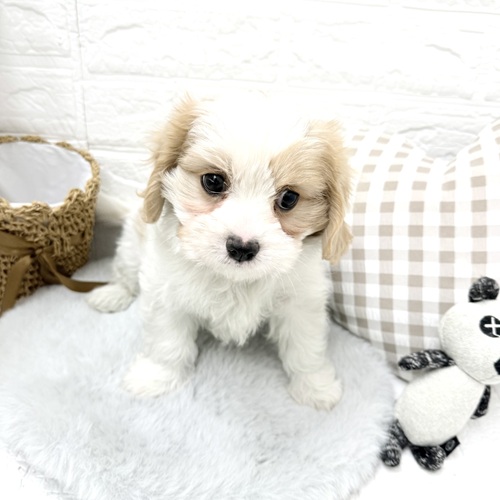 愛知県のマルキャバ/キャバチーズ(マルチーズ×キャバリア) (犬の家＆猫の里豊川インター店/2026年1月1日生まれ/男の子/ブレンハイム)の子犬の3枚目の画像