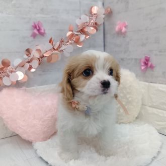 静岡県のマルキャバ/キャバチーズ(マルチーズ×キャバリア) (犬の家＆猫の里プレ葉ウォーク浜北店/2026年1月1日生まれ/女の子/ブレンハイム)の子犬の3枚目の画像