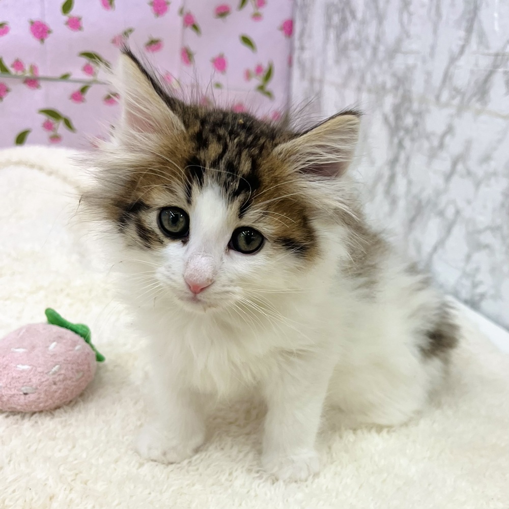 愛知県のノルウェージャンフォレストキャット (犬の家＆猫の里エアポートウォーク店/2026年1月2日生まれ/男の子/ブラウンタビーホワイト)の子猫の3枚目の画像
