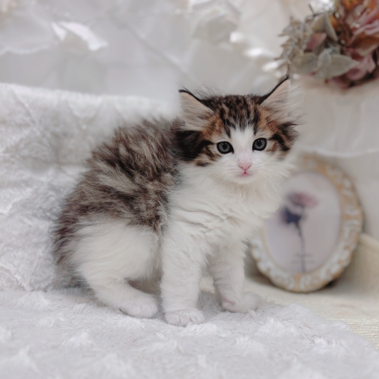 岐阜県のノルウェージャンフォレストキャット (犬の家＆猫の里カラフルタウン岐阜店/2026年1月2日生まれ/女の子/ブラウンタビーホワイト)の子猫の3枚目の画像