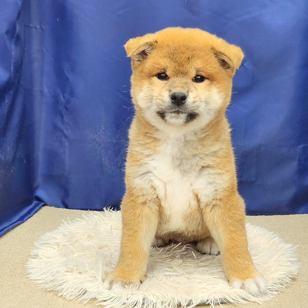 岐阜県の柴犬(標準サイズ) (犬の家＆猫の里中津川店/2026年1月3日生まれ/男の子/赤)の子犬の3枚目の画像