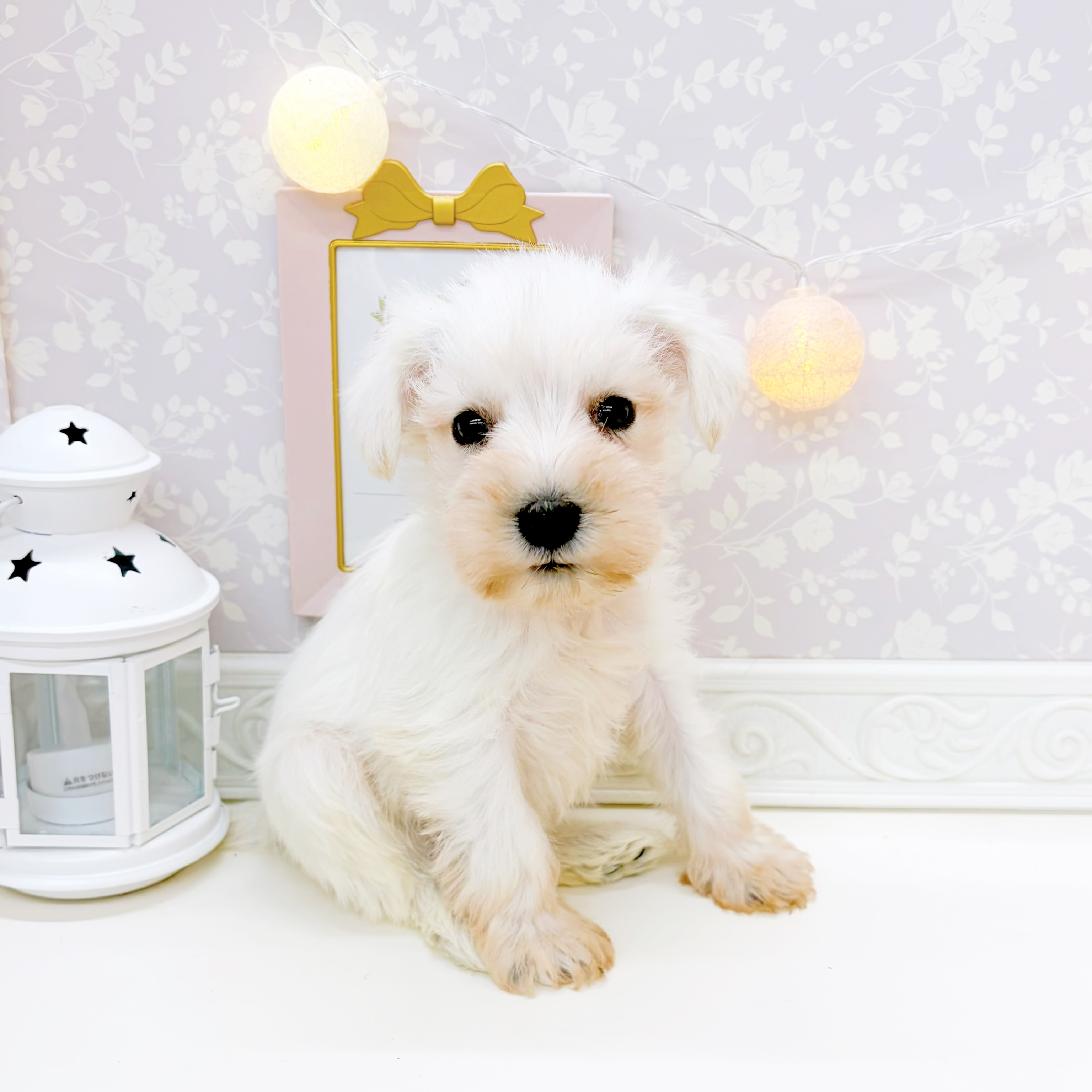 富山県のミニチュアシュナウザー (犬の家＆猫の里富山店/2026年1月3日生まれ/男の子/ホワイト)の子犬の3枚目の画像