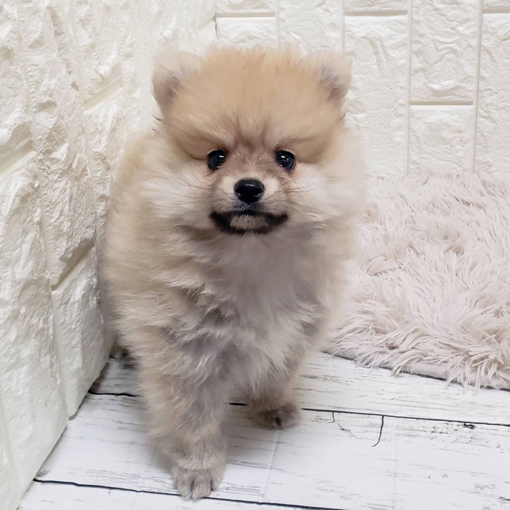 岡山県のポメラニアン (犬の家＆猫の里岡山店/2026年1月1日生まれ/男の子/ウルフセーブル)の子犬の3枚目の画像