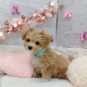 静岡県のマルプー(マルチーズ×プードル) (犬の家＆猫の里プレ葉ウォーク浜北店/2026年1月3日生まれ/男の子/アプリコット)の子犬の3枚目の画像